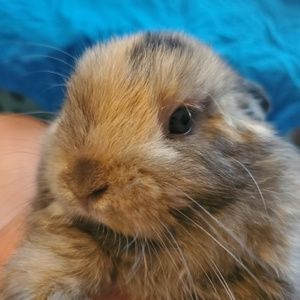 Meet your Posher, Brandi